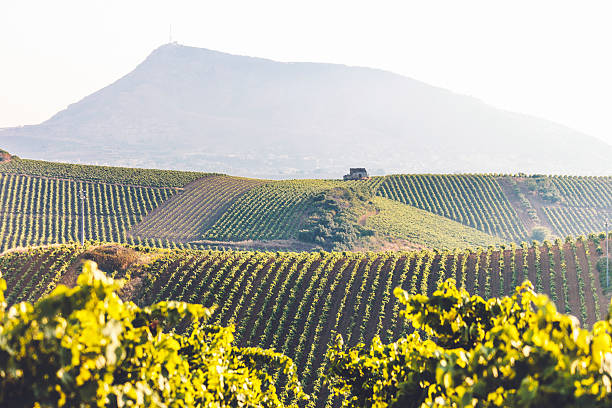 Vineyard landscape in Sicily, Italy