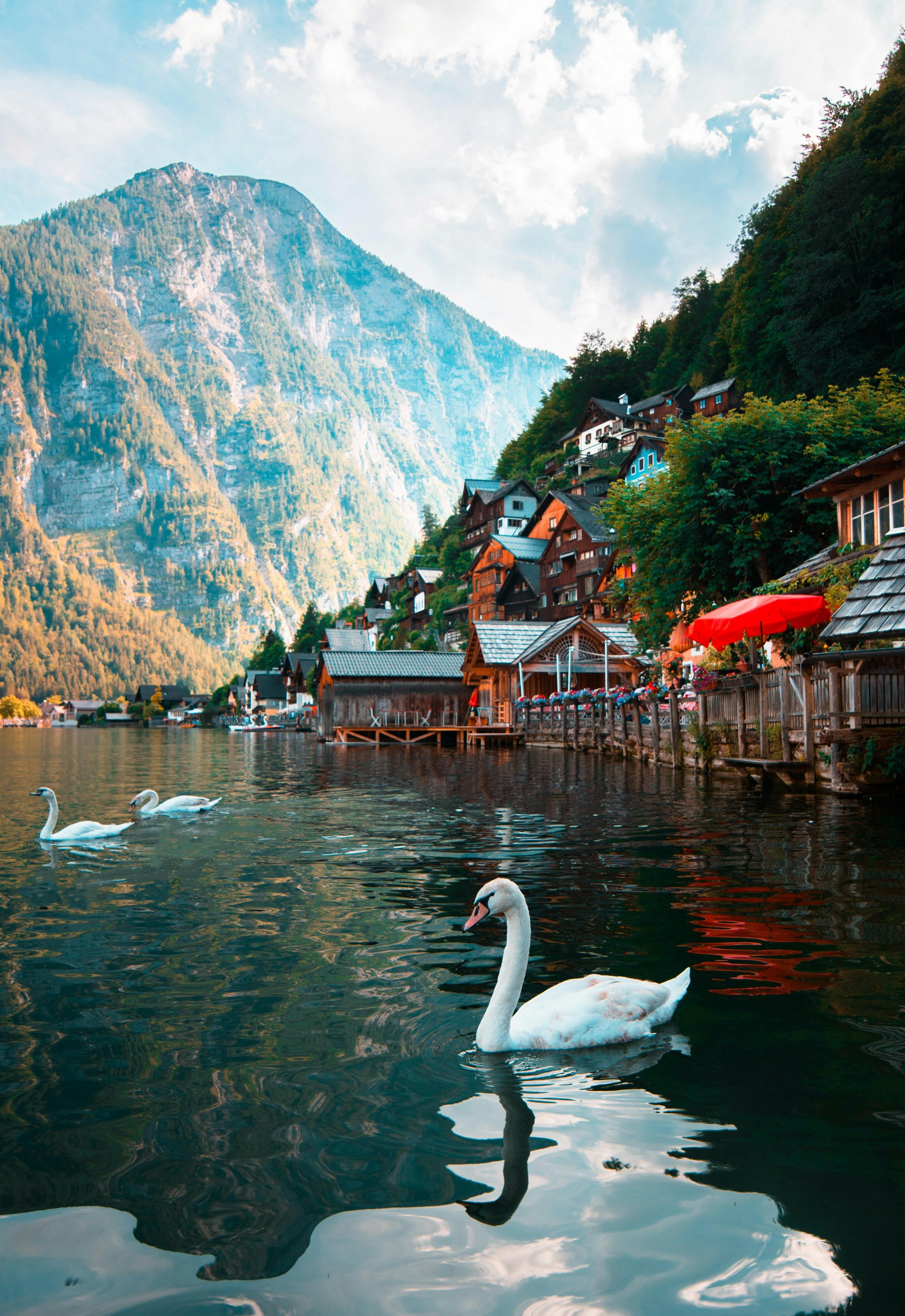 Three white swans on the lake of Hallstatt, Austria