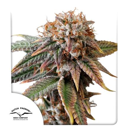 Common.Elements.Image.Web