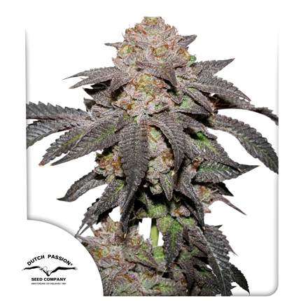 Common.Elements.Image.Web