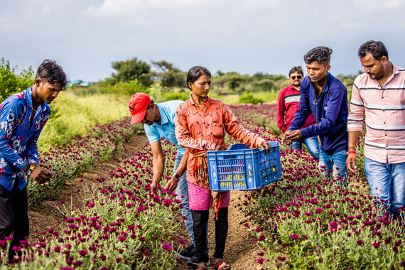 Blumenbauer Indien