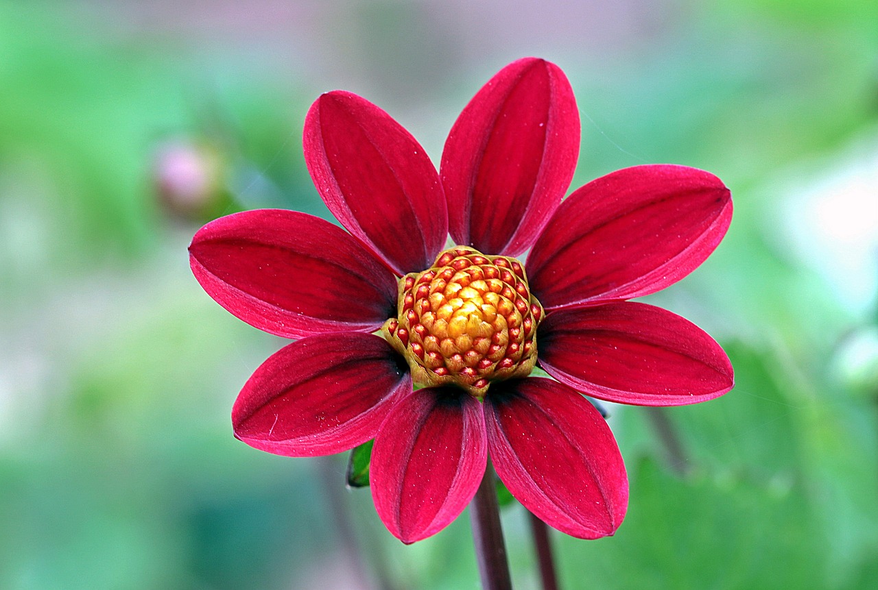 Fleur rouge vibrante
