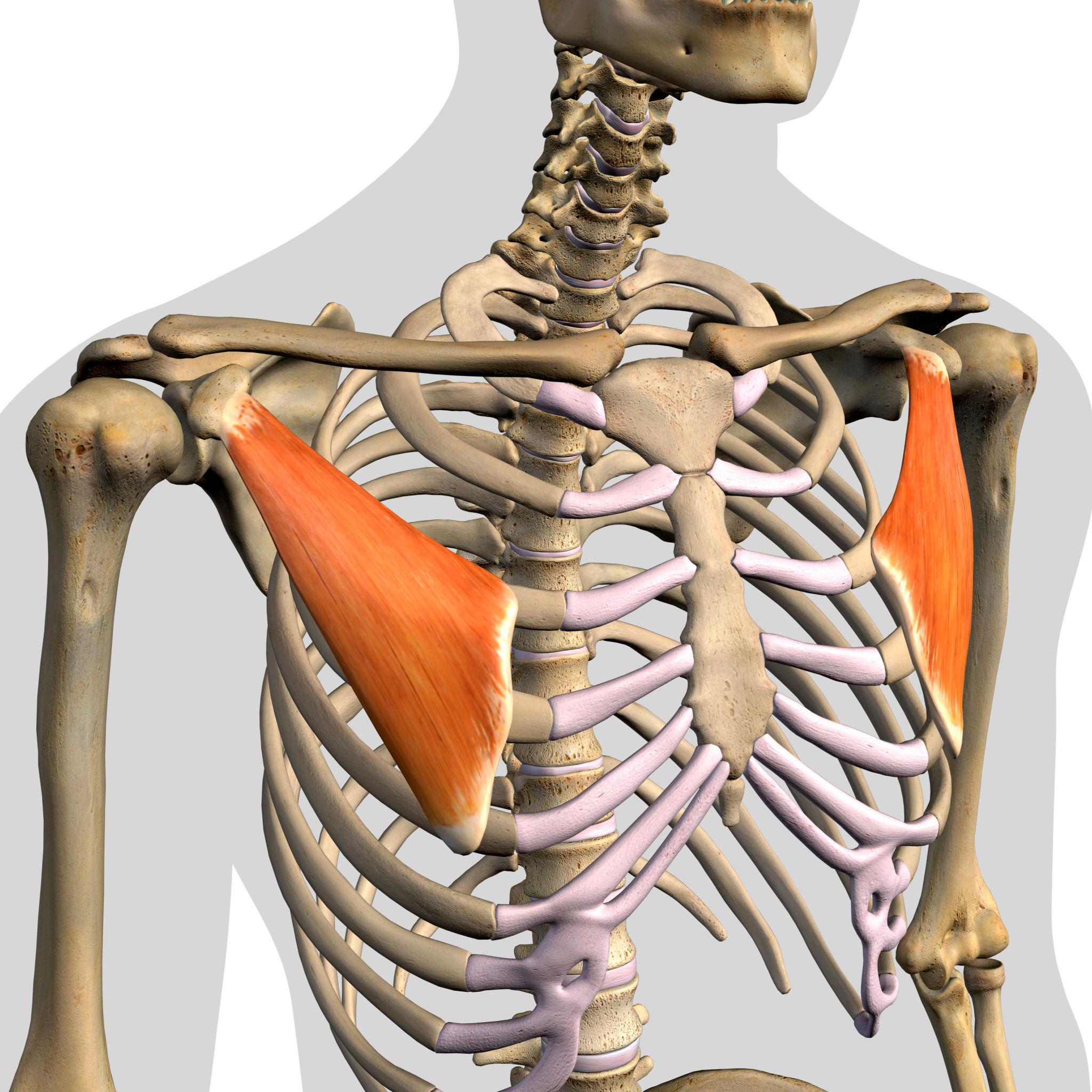 Rib cage fascia flow diagram showing sternum, chest wall fascia, and shoulder blade relationship affecting frozen shoulder mobility.