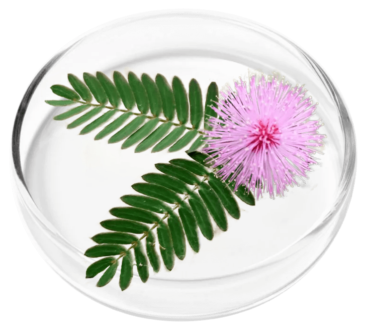 FemiPro24 contains Mimosa Pudica