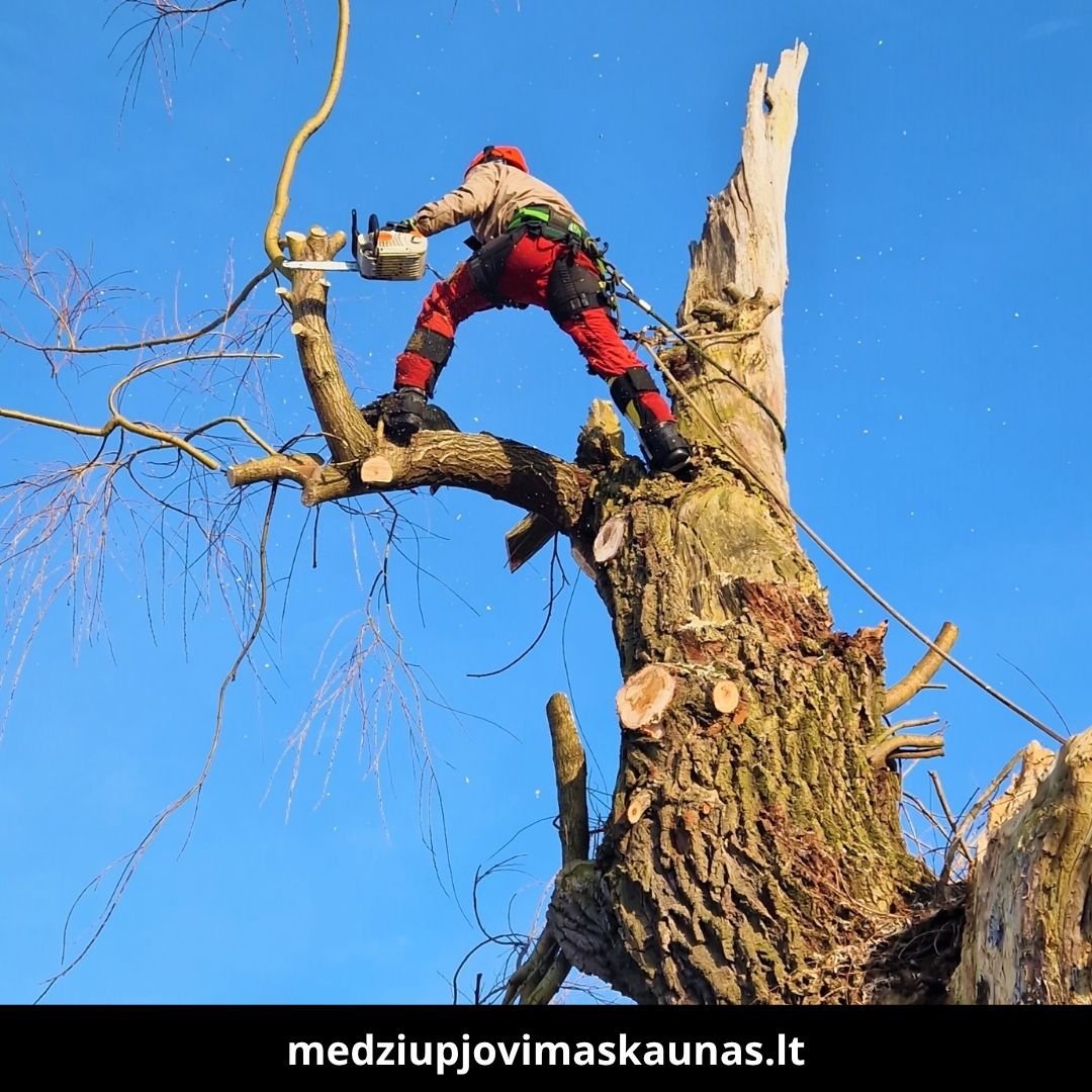 Medžių pjovimas Kaune 6