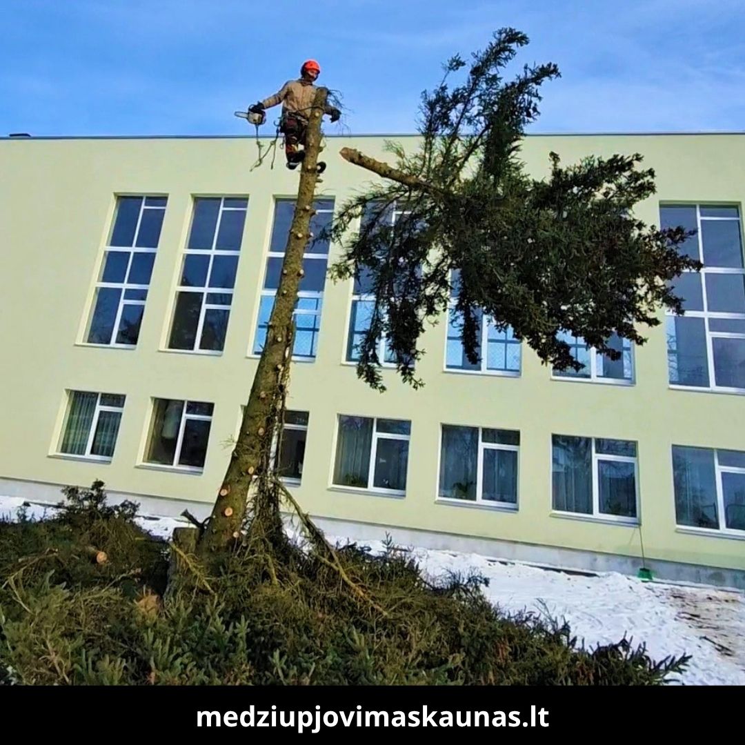 Medžių pjovimas Kaune 7
