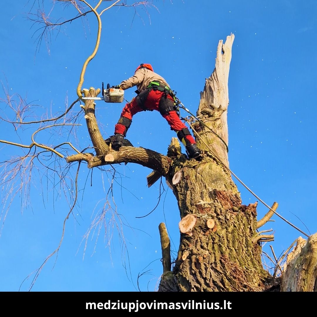 Medžių pjovimas Vilniuje 5