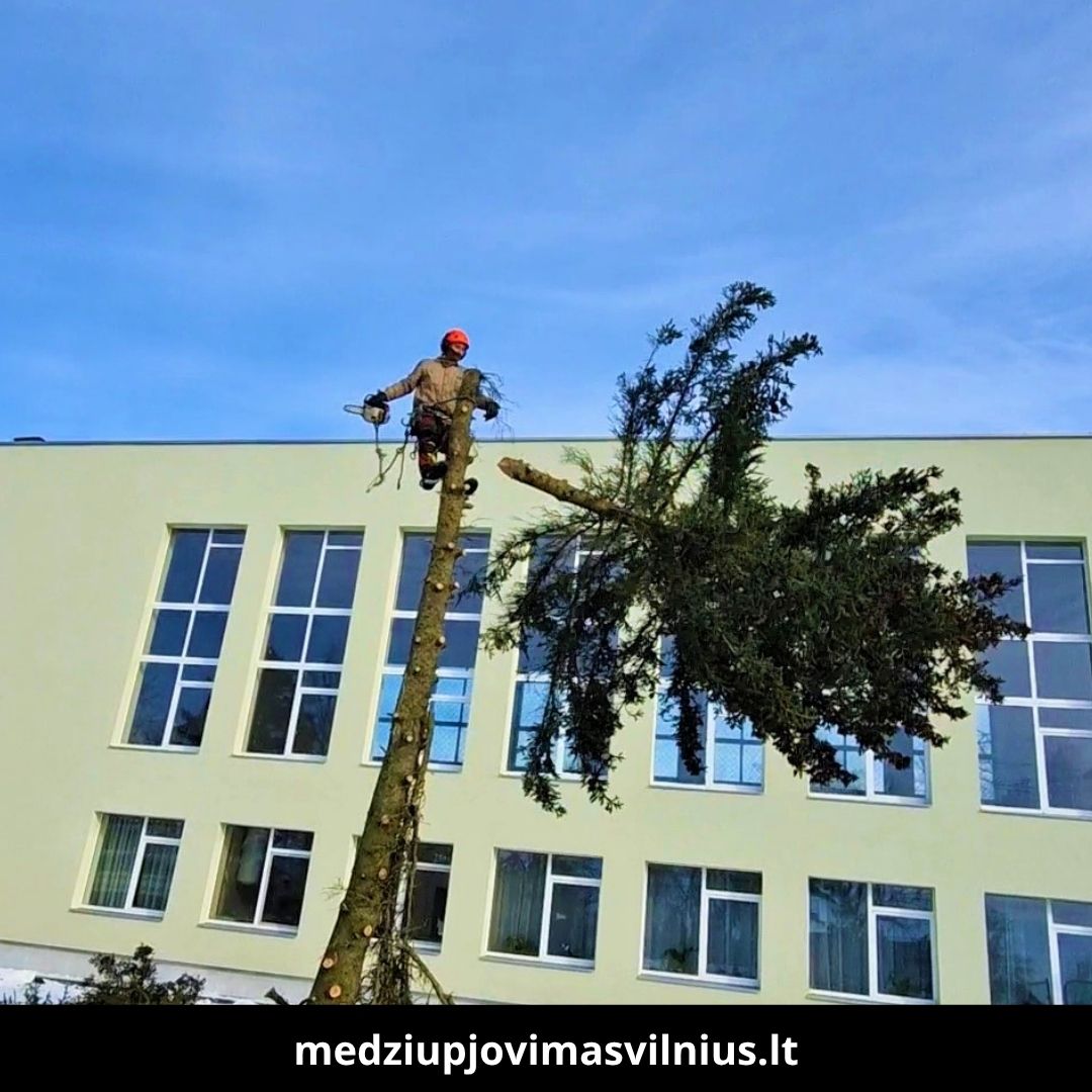 Medžių pjovimas Vilniuje 8