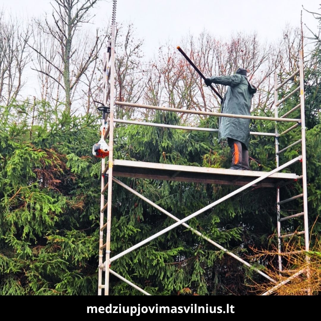 Medžių pjovimas Vilniuje 7