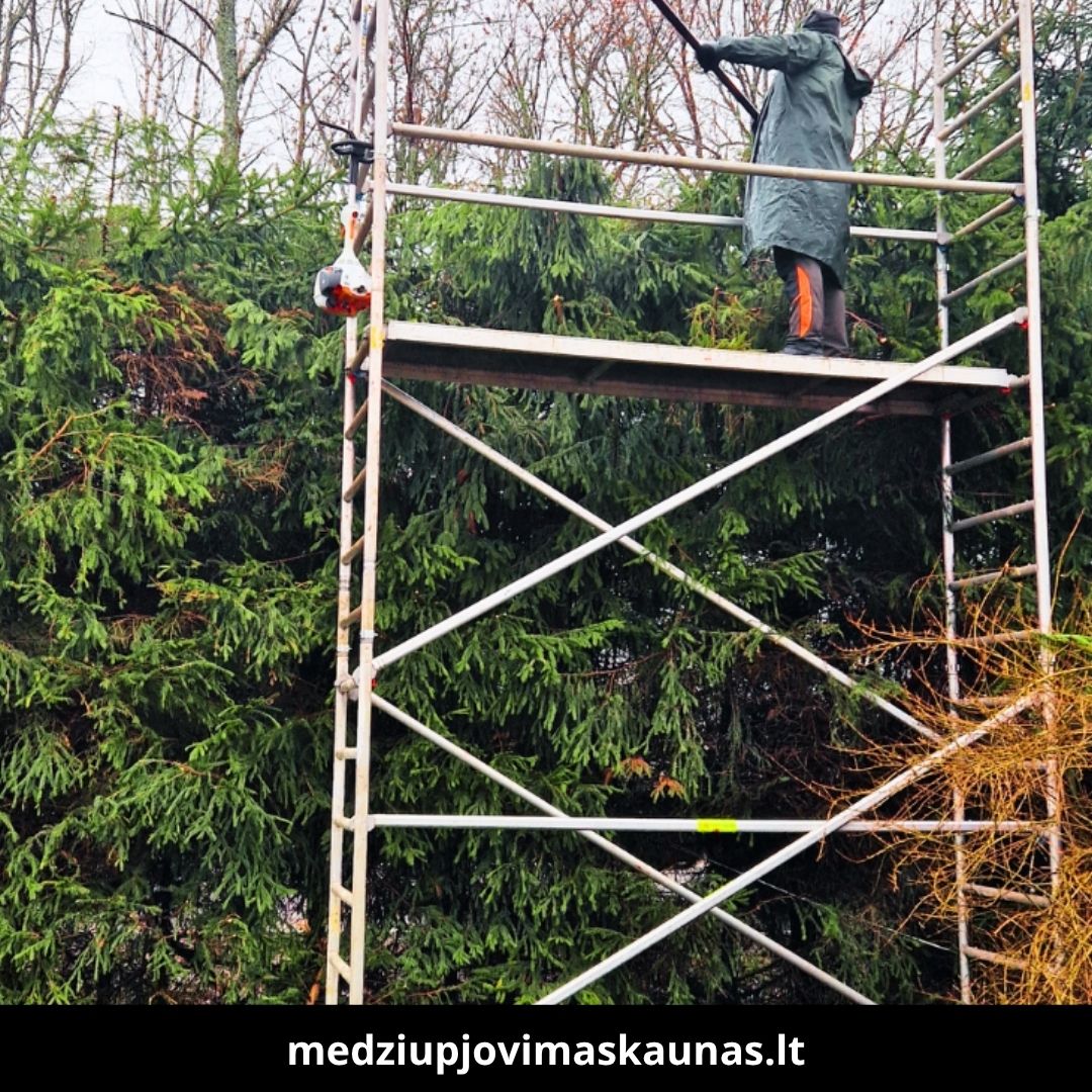 Medžių pjovimas Kaune 3