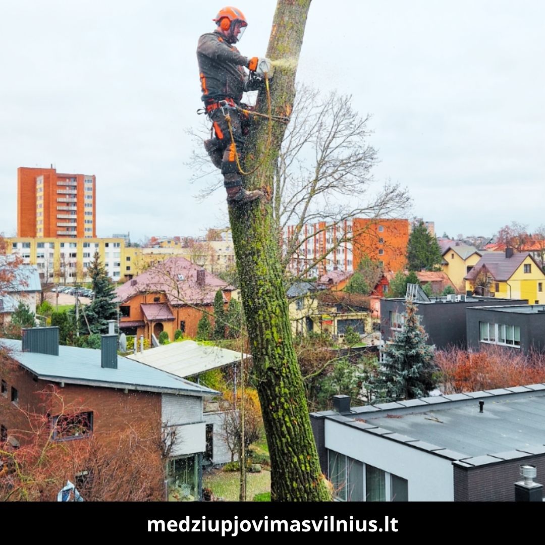 Medžių pjovimas Vilniuje 9