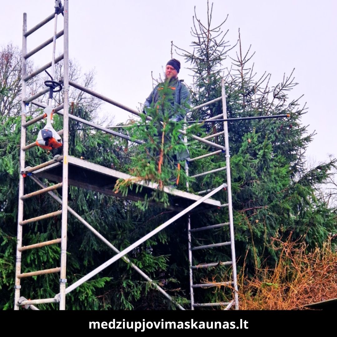 Medžių pjovimas Kaune 9
