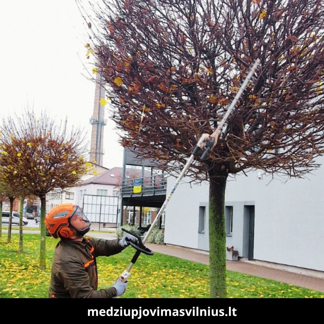Medžių pjovimas Vilniuje 6