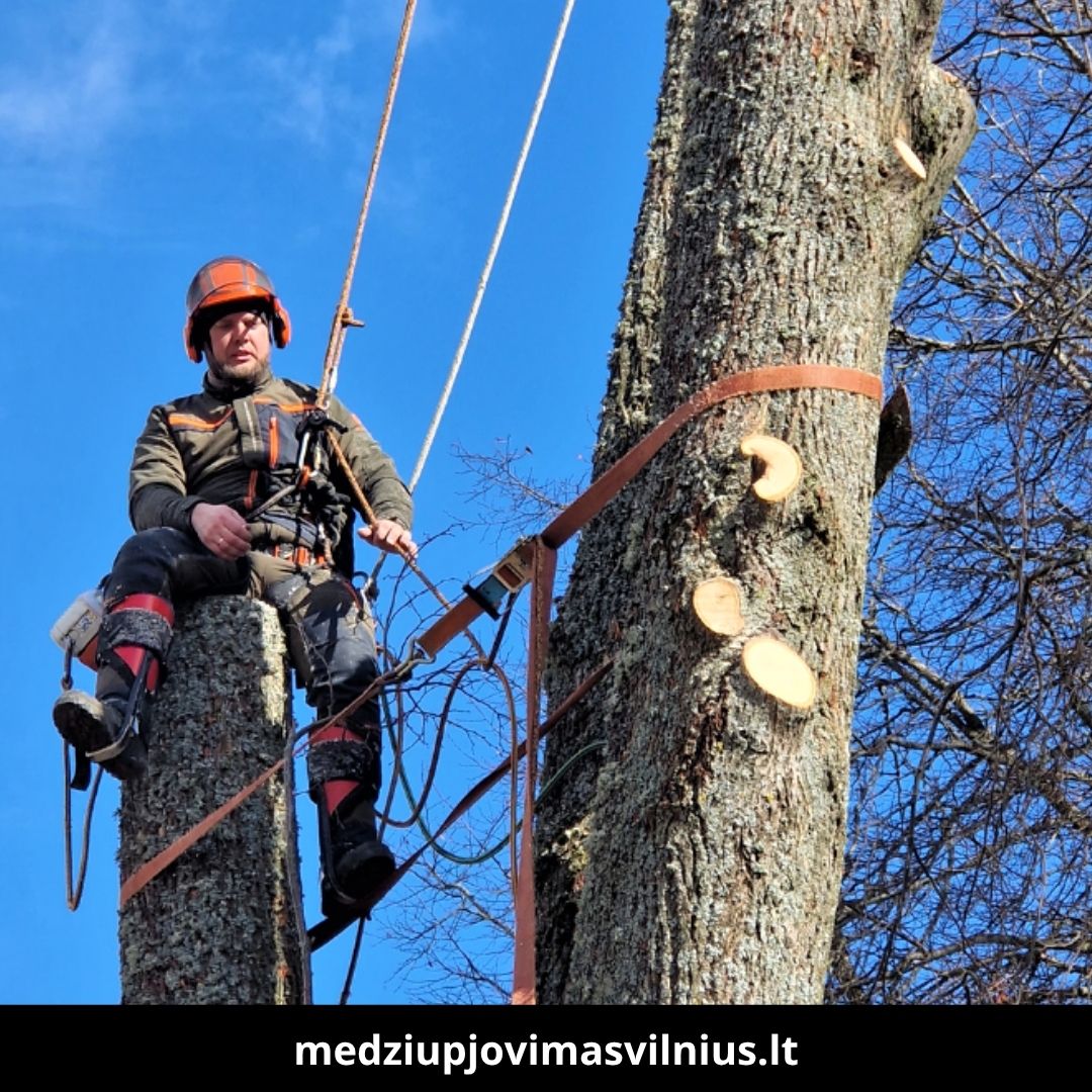 Medžių pjovimas Vilniuje 1