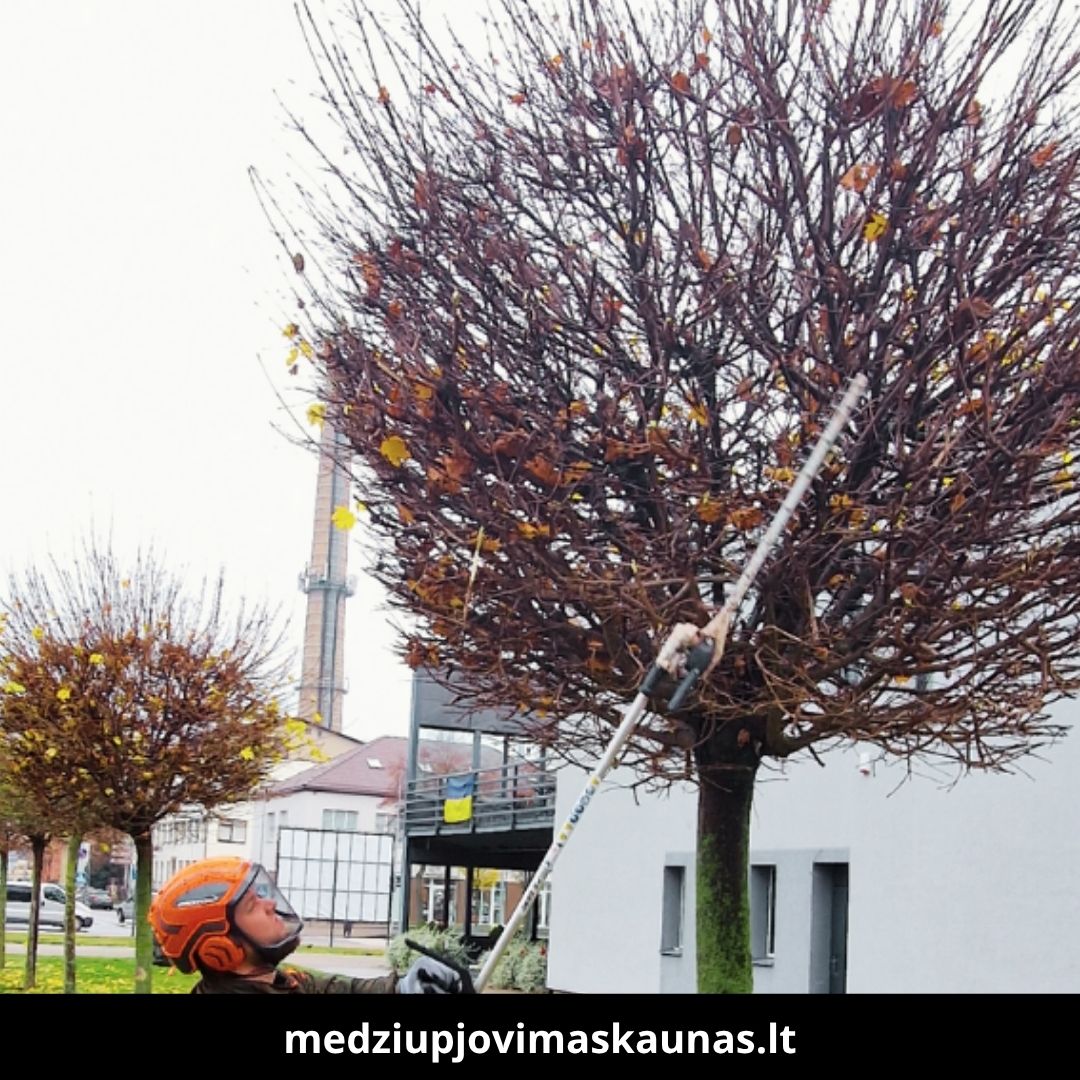 Medžių pjovimas Kaune 8