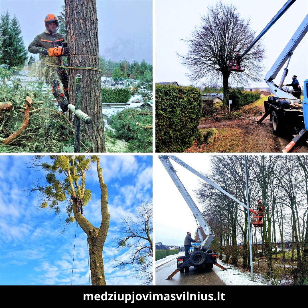 Medžių pjovimas Vilniuje