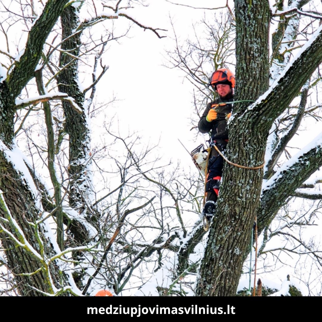 Medžių pjovimas Vilniuje 3