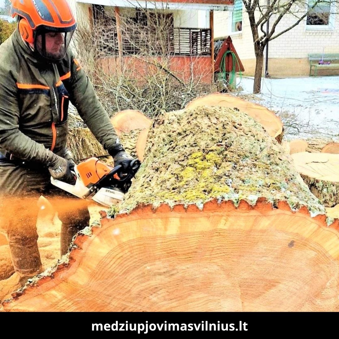 Medžių pjovimas Vilniuje 2