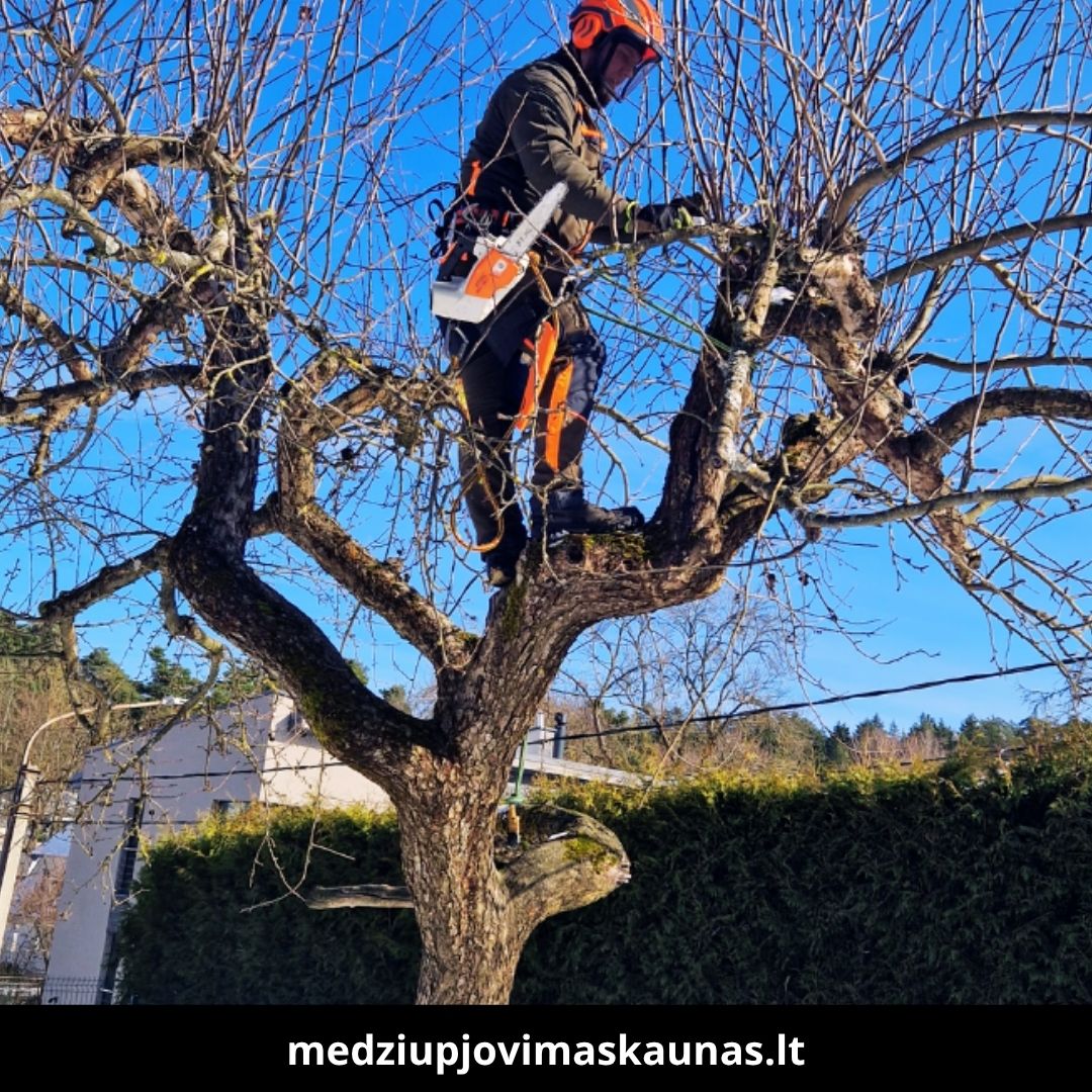 Medžių pjovimas Kaune 4
