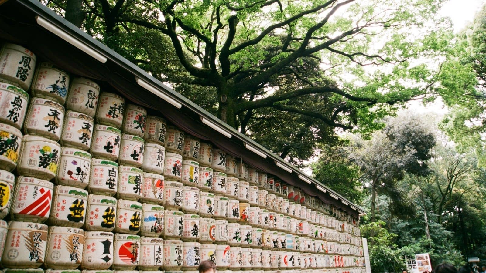 Meiji Santurario Shibuya Tokio Japón 2026