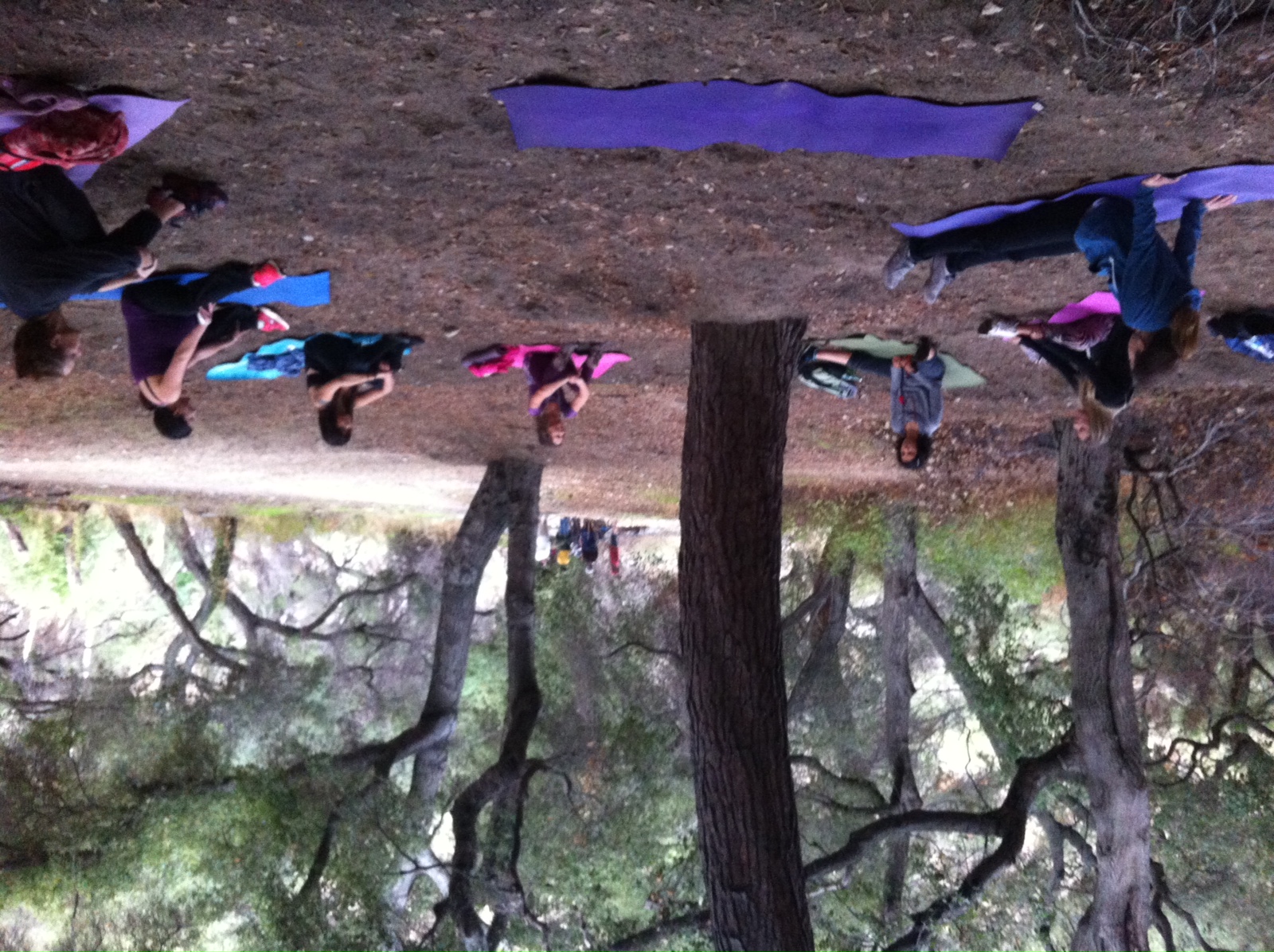 Forest Bathing