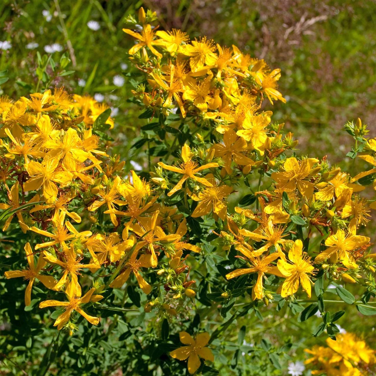 Johanniskraut in der Blüte