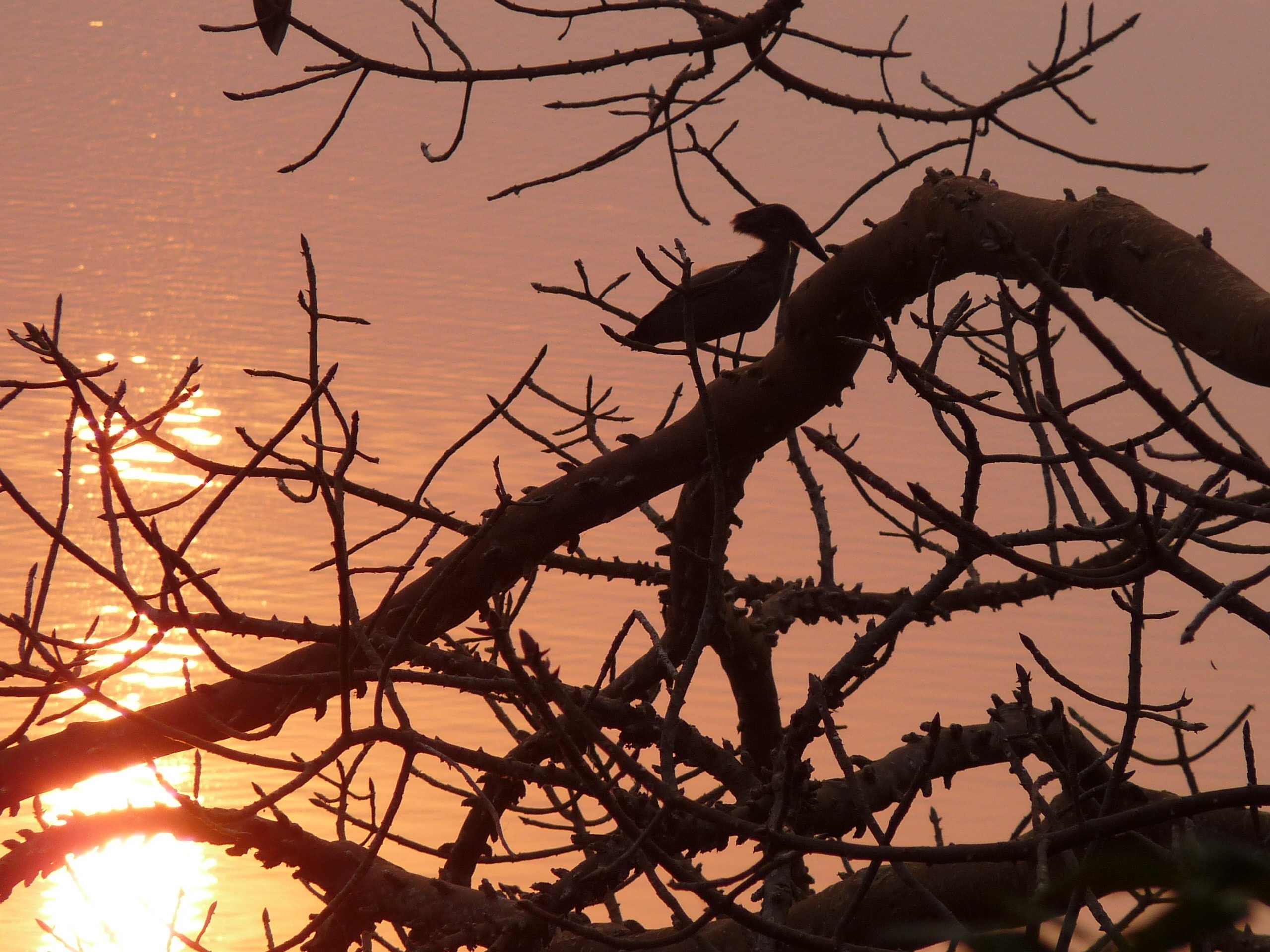 Orange sunset reflected in a still lake with silouetted  tree branches and a hamerkop  