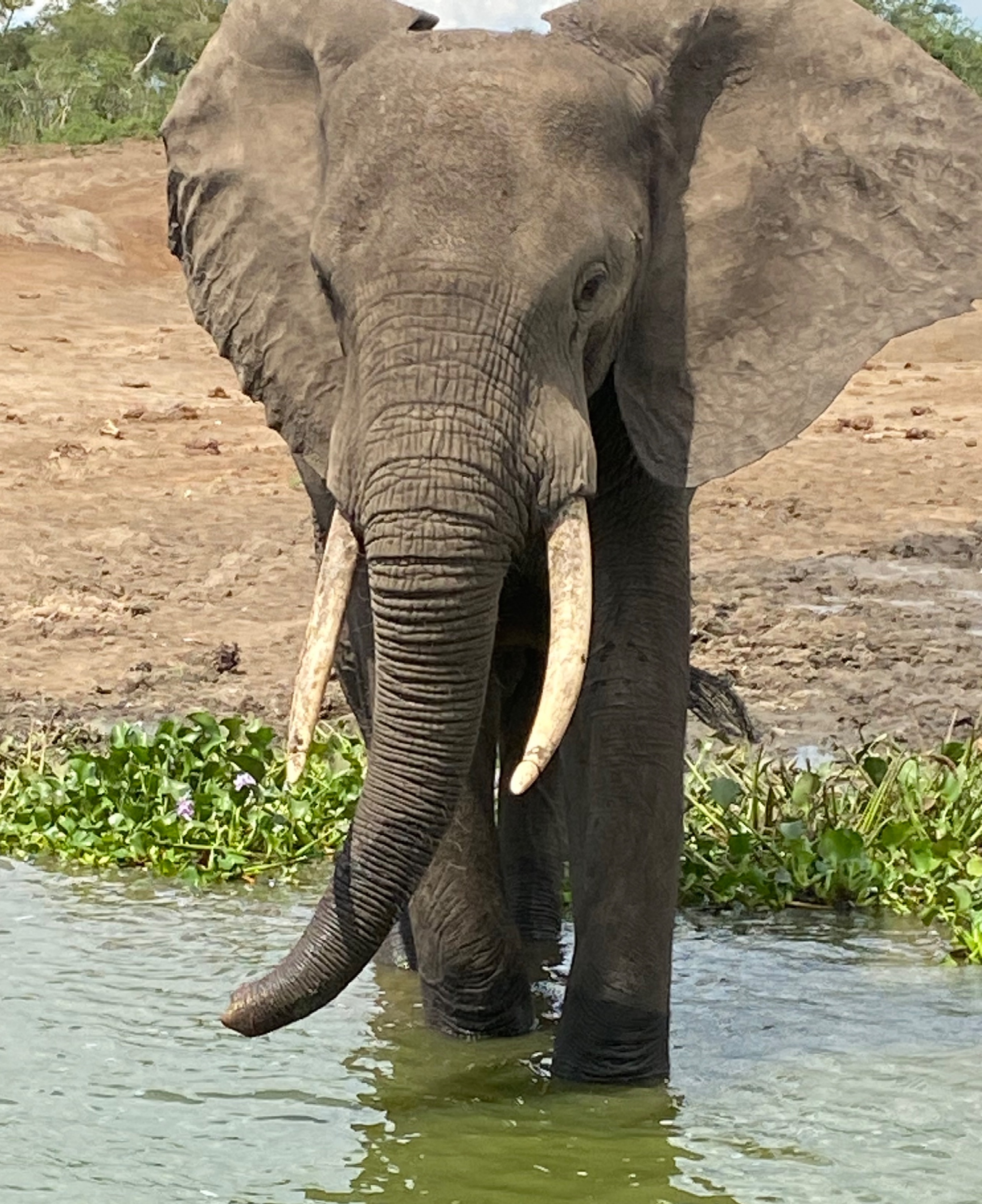 Close-up photo of a huge elephant in the water.