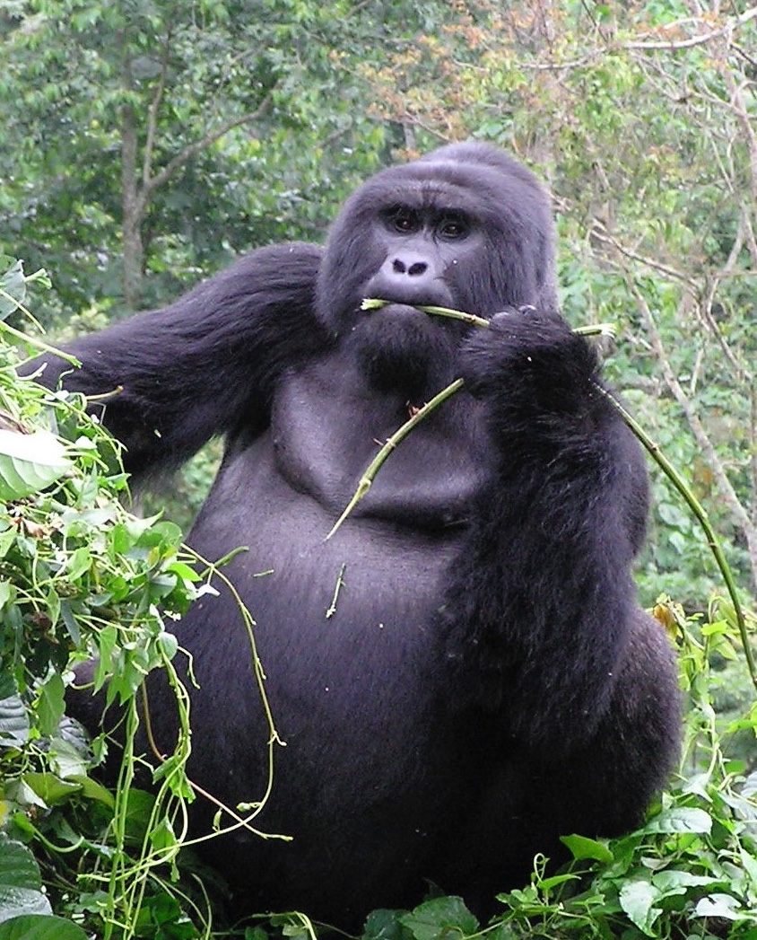 Silverback Mountain Gorilla in the forest