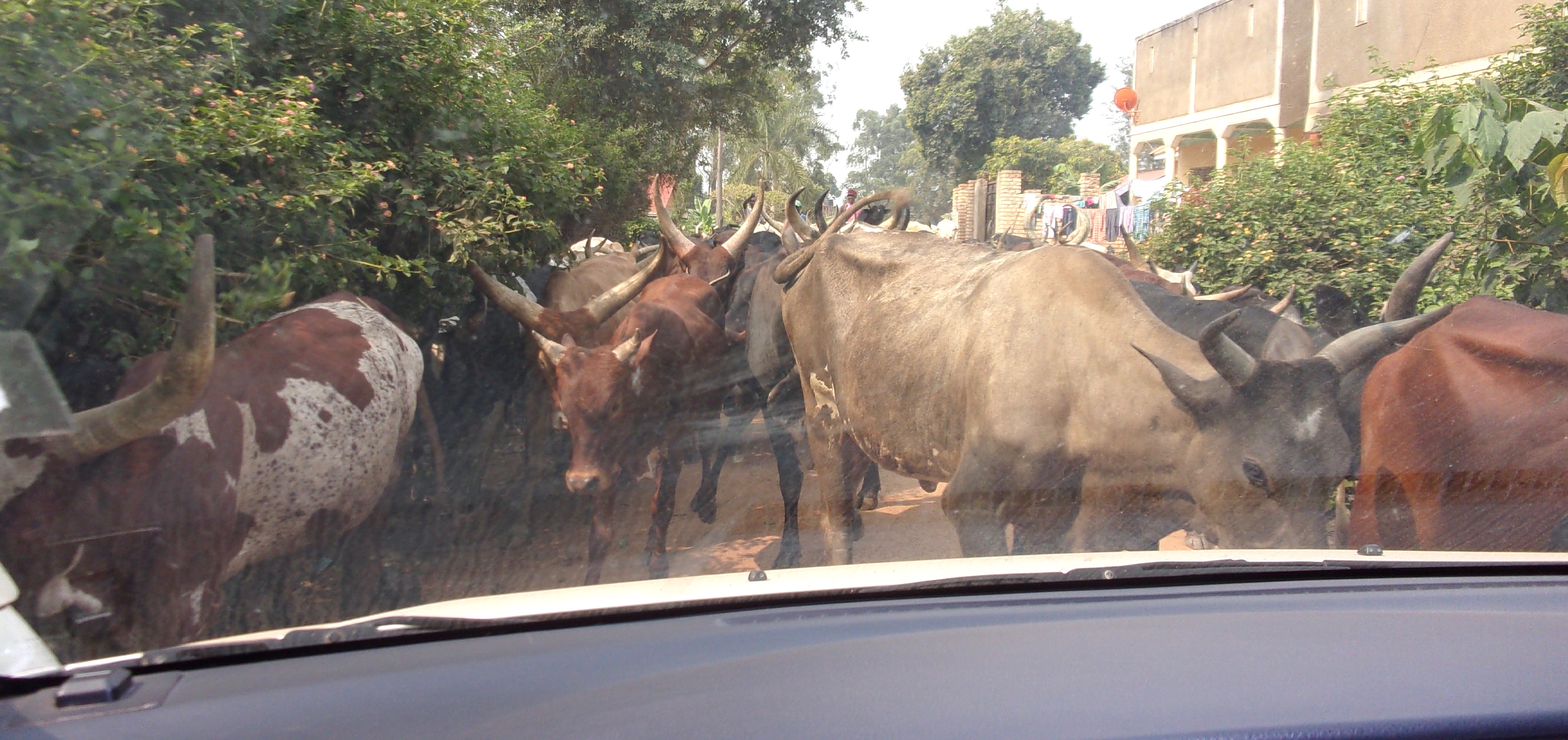 Picture taken through the windshield of a car of about twenty cows with big horns blocking the road 