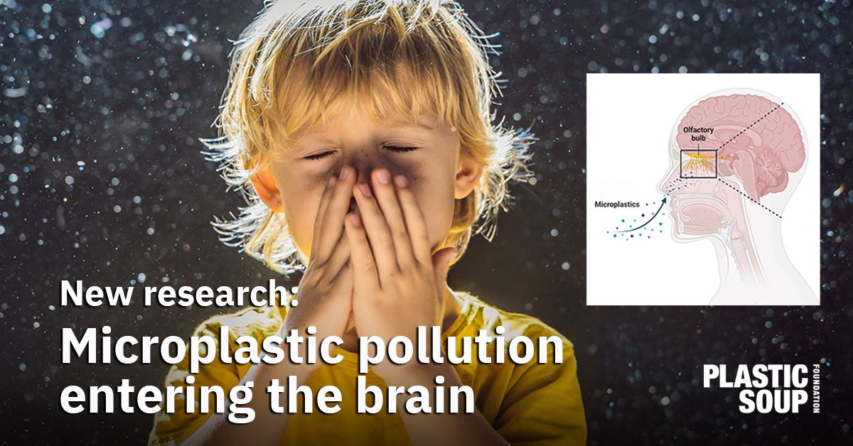 microplastic pollution entering the brain