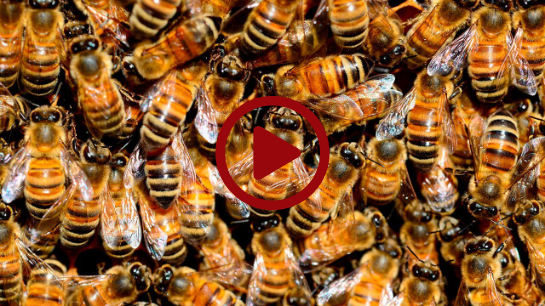 Why Hospital-Based Medical Groups Must Exploit Honey Bee Strategy