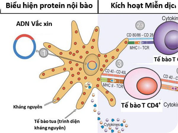 Vắc xin Axit Nucleic (ADN/ARN) và ứng dụng trong phát triển vắc xin phòng COVID-19
